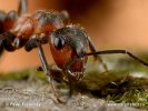 Black-Backed Meadow Ant