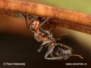 Black-Backed Meadow Ant