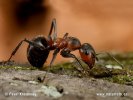 Black-Backed Meadow Ant
