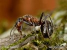 Black-Backed Meadow Ant