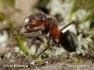 Black-Backed Meadow Ant