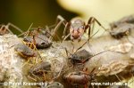 Black-Backed Meadow Ant