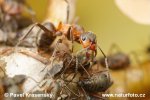 Black-Backed Meadow Ant