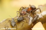 Black-Backed Meadow Ant