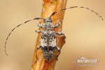 Black-clouded Longhorn Beetle