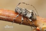 Black-clouded Longhorn Beetle