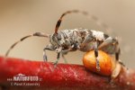 Black-clouded Longhorn Beetle