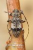 Black-clouded Longhorn Beetle