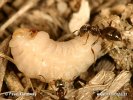 Black garden Ant