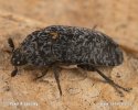 Black Larder Beetle