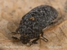 Black Larder Beetle