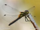 Black Meadowhawk