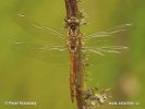 Black Meadowhawk