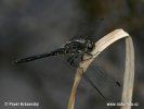 Black Meadowhawk