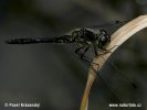 Black Meadowhawk