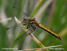 Black Meadowhawk