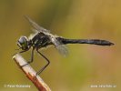 Black Meadowhawk