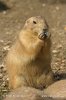 Black-tailed Prairie Dog