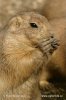 Black-tailed Prairie Dog