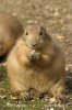 Black-tailed Prairie Dog