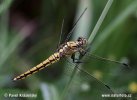 Black-tailed Skimmer