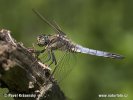 Black-tailed Skimmer