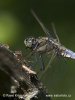 Black-tailed Skimmer