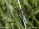 Black-tailed Skimmer