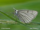 Black-veined Moth