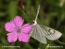 Black-veined Moth