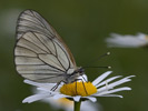 Black-veined White