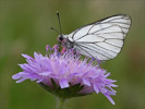 Black-veined White