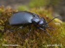 Blister beetle