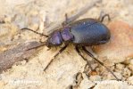 Blister beetle