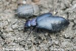 Blister beetle