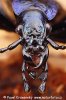 Blue Ground Beetle