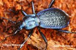 Blue Ground Beetle
