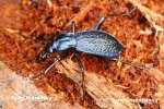 Blue Ground Beetle