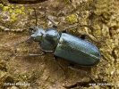 Blue Stag Beetle