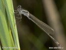 Blue-tailed Damselfly