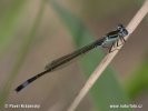 Blue-tailed Damselfly