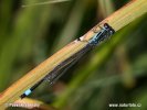 Blue-tailed Damselfly