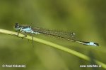 Blue-tailed Damselfly