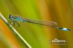 Blue-tailed Damselfly