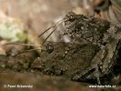 Blue-winged Grasshopper