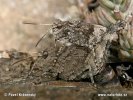 Blue-winged Grasshopper