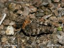 Blue-winged Grasshopper