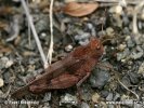 Blue-winged Grasshopper