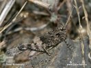 Blue-winged Grasshopper