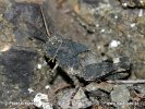 Blue-winged Grasshopper